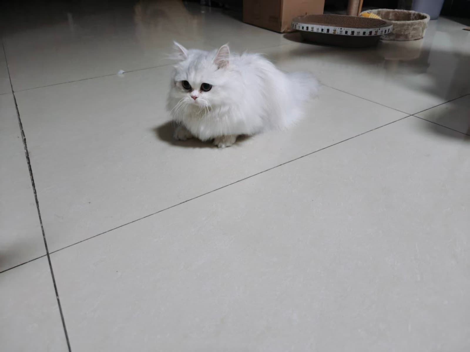 趴在地板上的白猫